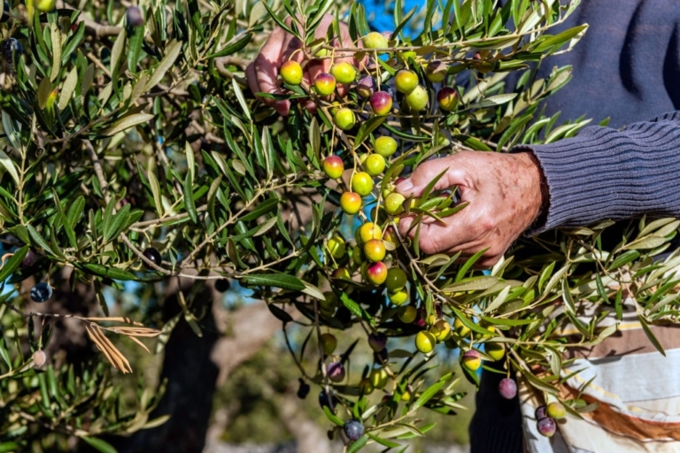 هل يضغط سباق التصدير على الأمن الغذائي للمغاربة؟ أرقام زيت الزيتون تفجر سؤال القفة المغربية