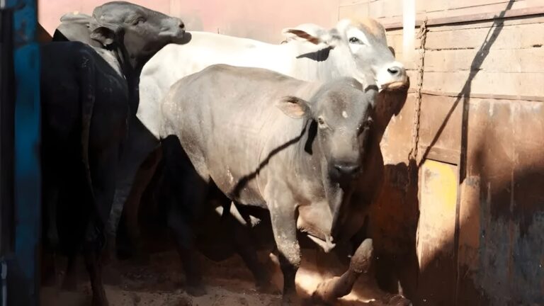 تدفق اللحوم من وراء المحيط… وأسئلة السيادة الغذائية تتوارى في الهامش