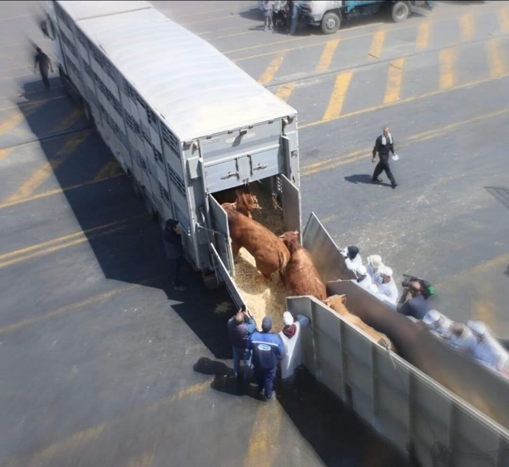 اللحم المستورد والسياسة المطبوخة: المغرب حين يشتري اكتفاءه الذاتي من الخارج